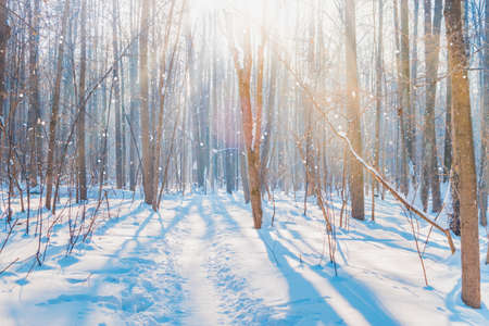 Blue winter forest landscape with trees, snow on a sunny dayの写真素材
