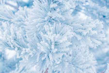 Winter christmas background with spruce branches in hoarfrost