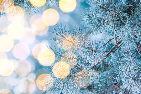 Winter Christmas background with pine branches in hoarfrost and bokehの写真素材