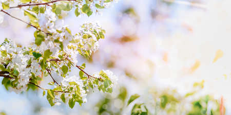 Spring nature background with blossoms apple tree branches on a soft backgroundの写真素材