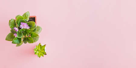 Flat lay composition with flowers in a pot on a pink backgroundの写真素材
