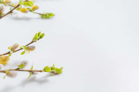 Composition with green buds on branches on a white backgroundの写真素材