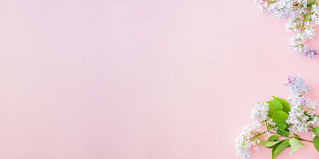 Flat lay composition with branches of lilac on a pink backgroundの写真素材