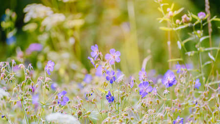 Blue wildflowers in a summer meadow on a sunny dayの写真素材