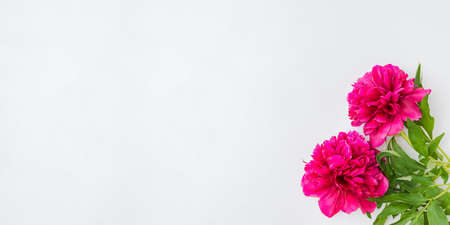 Flat lay composition with red peonies on a white backgroundの写真素材