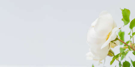 Blurred delicate petals of a white flower. Unfocused abstract floral backgroundの写真素材