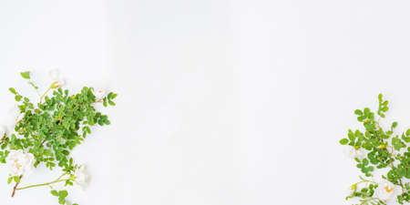 Flat lay frame with white small flowers and green leaves on a light backgroundの写真素材