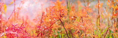 Beautiful panoramic autumn scenery with colorful leaves and bokeh background