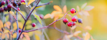 Beautiful panoramic autumn scenery with colorful leaves, berries and bokeh background