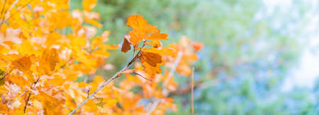 Colorful autumn leaves on a soft background on a sunny dayの写真素材
