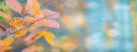 Colorful autumn leaves on a soft background on a sunny dayの写真素材