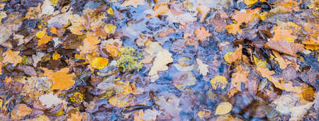Beautiful panoramic autumn scenery with colorful leaves in puddle waterの写真素材