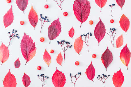 Flat lay pattern with colorful autumn leaves and berries on a white backgroundの写真素材