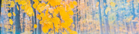 Beautiful panoramic autumn scenery with colorful leaves and bokeh background