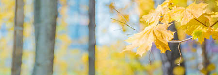 Colorful autumn leaves on a soft background on a sunny day