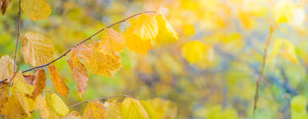 Colorful autumn leaves on a soft background on a sunny dayの写真素材