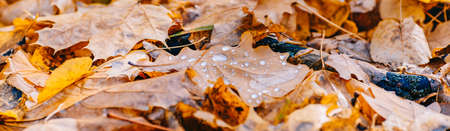 Beautiful panoramic autumn scenery with colorful leaves and bokeh backgroundの写真素材