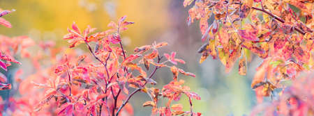 Beautiful panoramic autumn scenery with colorful leaves and bokeh background