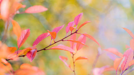 Beautiful panoramic autumn scenery with colorful leaves and bokeh backgroundの写真素材