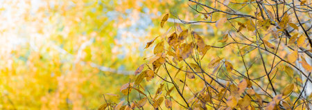 Colorful autumn leaves on a soft background on a sunny day