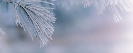 Winter panorama pine branches with snow and frost on a light background for decorative designの写真素材