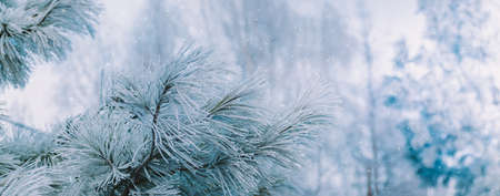 Winter panorama pine branches with snow and frost on a light background for decorative designの写真素材