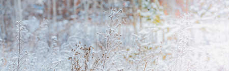 Winter panorama winter plants with snow on a light background for decorative design