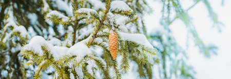 Winter panorama of fir branches with cones and snow on a light background for decorative design