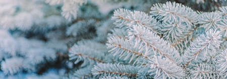 Winter panorama of fir branches with snow and frost on a light background for decorative design