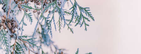 Winter panorama winter plants with snow and frost on a light background for decorative design
