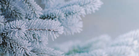 Winter panorama of fir branches with snow and frost on a light background for decorative designの写真素材