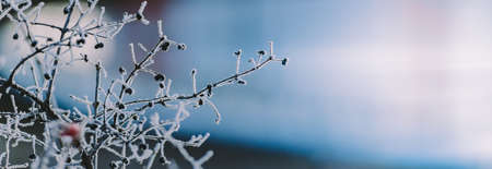Winter panorama of frozen plants with snow and frost on a light background for decorative designの写真素材