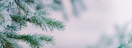 Winter panorama of fir branches with snow and frost on a light background for decorative designの写真素材