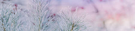 Winter panorama of pine branches with snow and frost on a light background for decorative designの写真素材