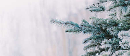 Winter panorama of fir branches with snow and frost on a light background for decorative designの写真素材