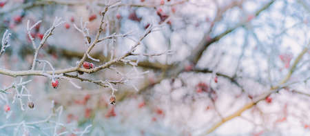 Winter panorama with red berries, snow and frost on a light background for decorative designの写真素材