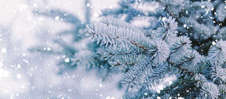 Winter panorama of fir branches with snow and frost on a light background for decorative design