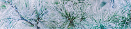 Winter panorama of pine branches with snow and frost on a light background for decorative designの写真素材