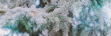 Winter panorama of fir branches with snow and frost on a light background for decorative designの写真素材