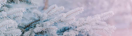 Winter panorama of fir branches with snow and frost on a light background for decorative designの写真素材