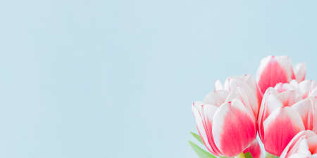 Pink tulips on a light background. Spring flowers banner