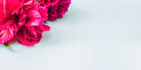 Valentines day composition with red peonies on a light backgroundの写真素材