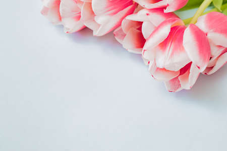 Composition with pink tulips on color backgroundの写真素材
