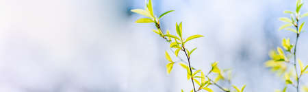 Panoramic spring scenery with green leaves on a sunny day