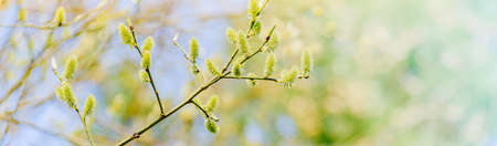 Spring branches of pussy willow on colorful blurred background. Beautiful panoramic sceneryの写真素材