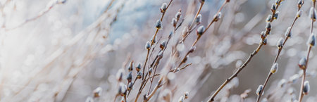 Spring branches of pussy willow on colorful blurred background. Beautiful panoramic sceneryの写真素材