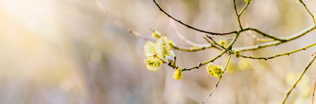 Spring branches of pussy willow on colorful blurred background. Beautiful panoramic scenery
