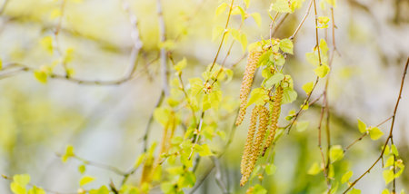 Beautiful panoramic spring landscape with green leaves and bokeh background