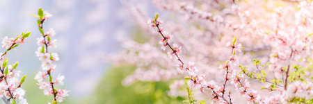 Beautiful panoramic spring scenery with cherry blossom and bokeh background