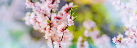 Beautiful panoramic spring scenery with cherry blossom and bokeh background